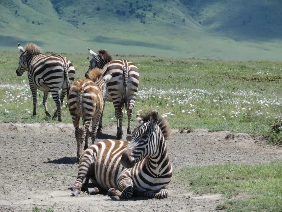 Private safari journey across the Serengeti plains