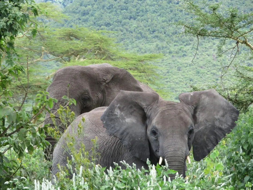 Elephant herd crossing the Tarangire landscape